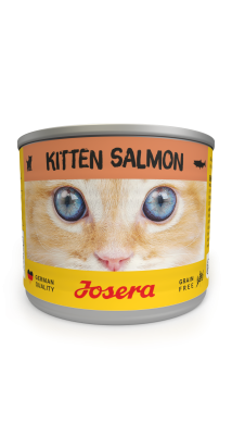 Kitten Salmon wet