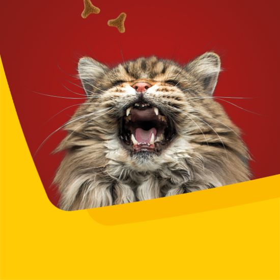 Kategorie-Kacheln_Katzenfutter_555x555px_